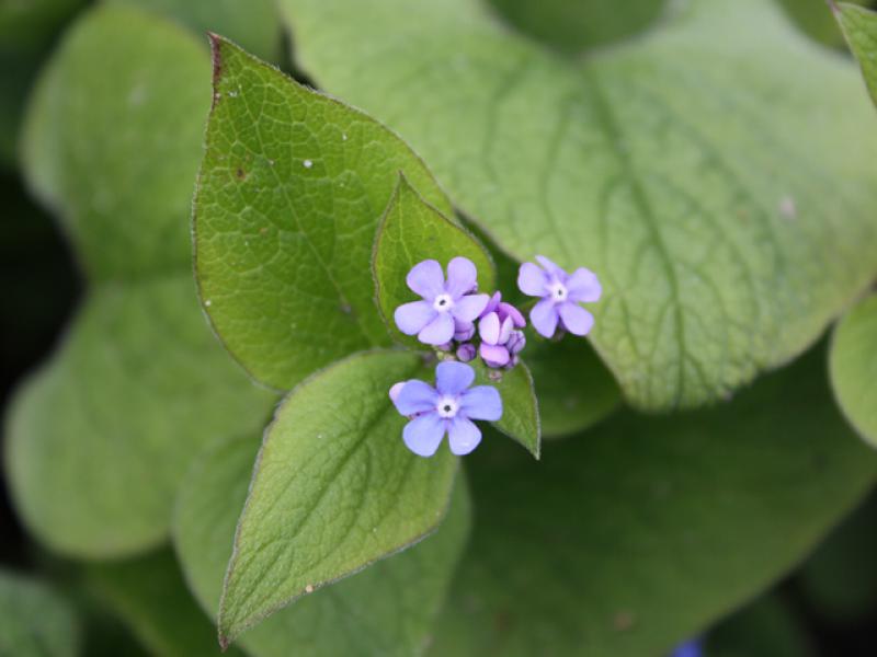 Kaukasus-Vergißmeinnicht, Brunnera macrophylla