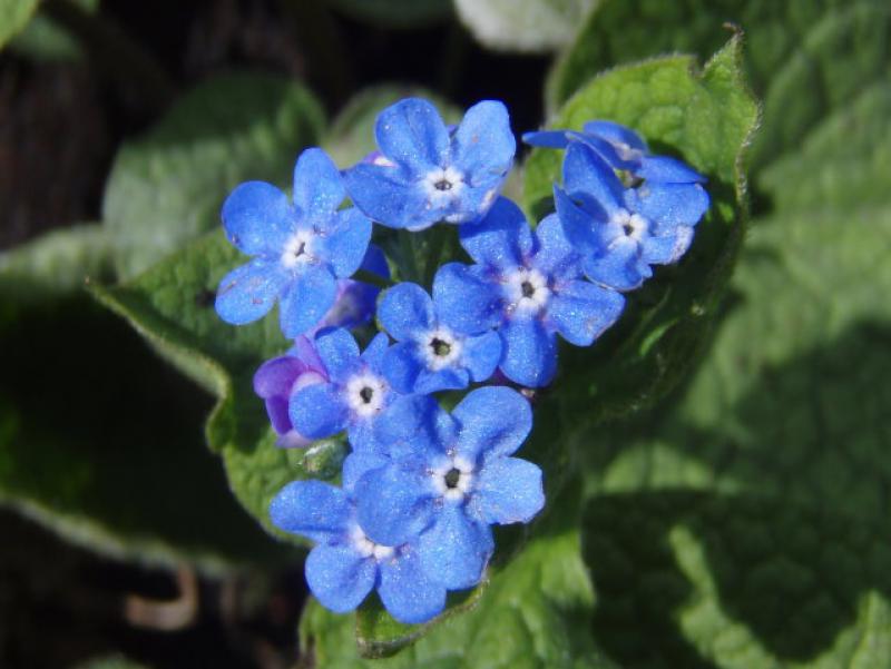Kaukasus-Vergißmeinnicht, Brunnera macrophylla mit seinen blauen rispenartigen Blüten