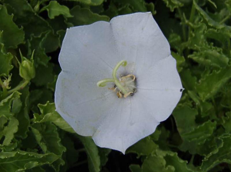 .Campanula carpatica Weiße Clipps