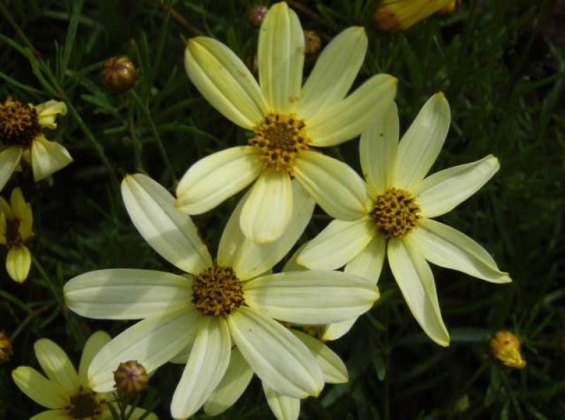Mädchenauge Moonbeam mit hellgelben Blüten