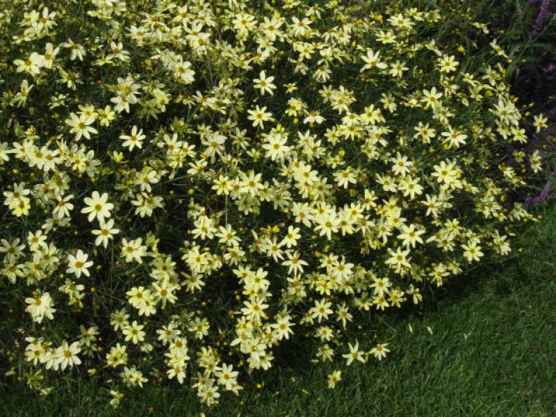 Coreopsis verticillata Moonbeam an die Rasenkante gepflanzt