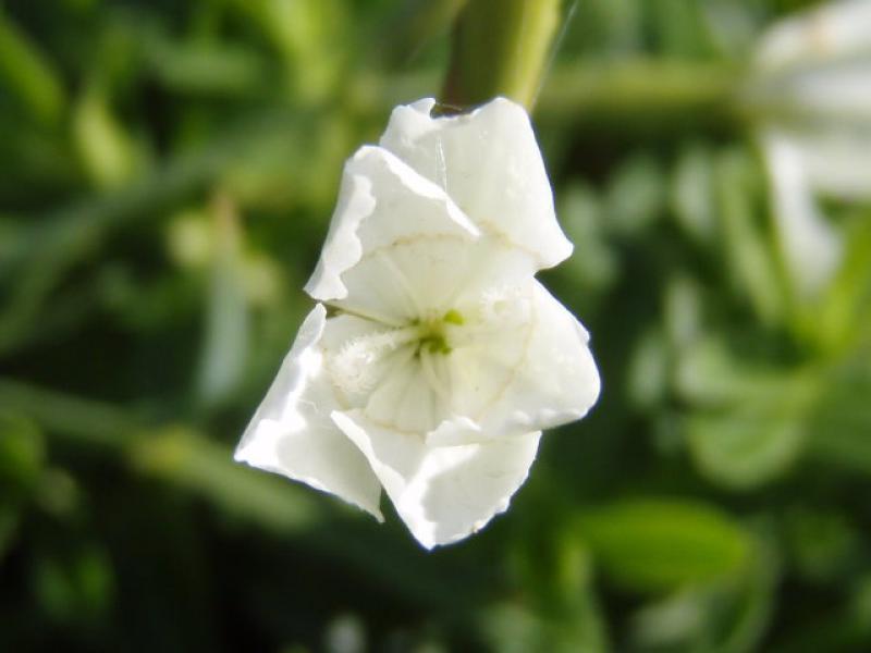 .Dianthus deltoides Albus