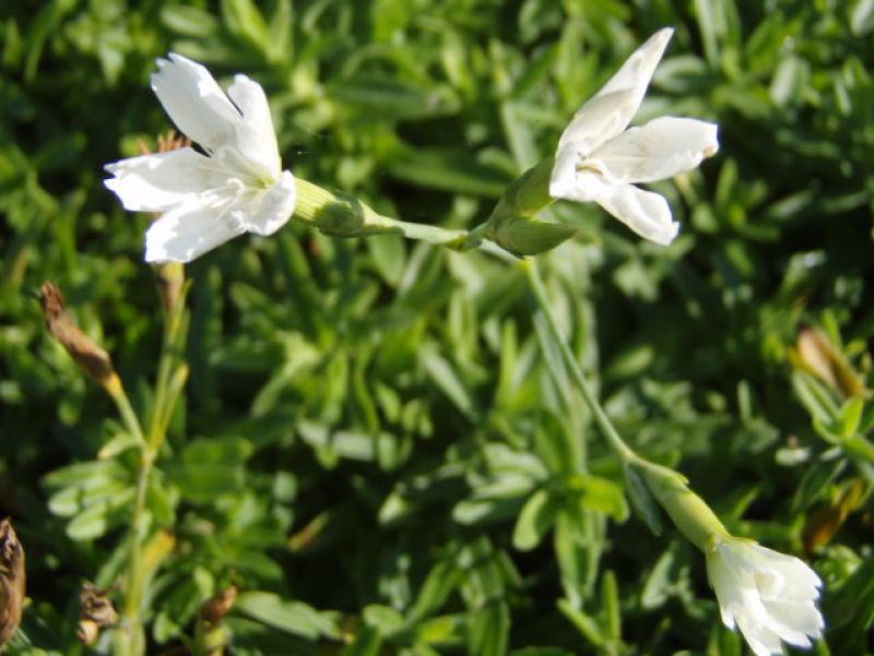 .Dianthus deltoides Albus