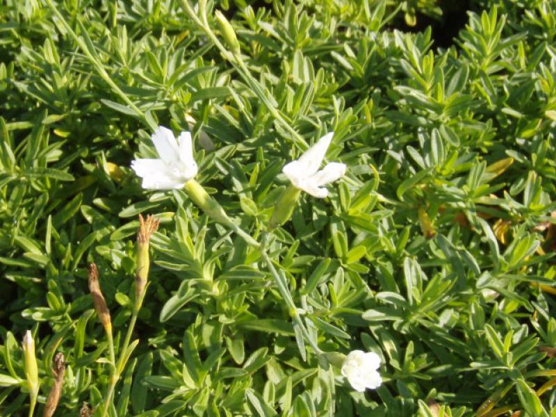 .Dianthus deltoides Albus