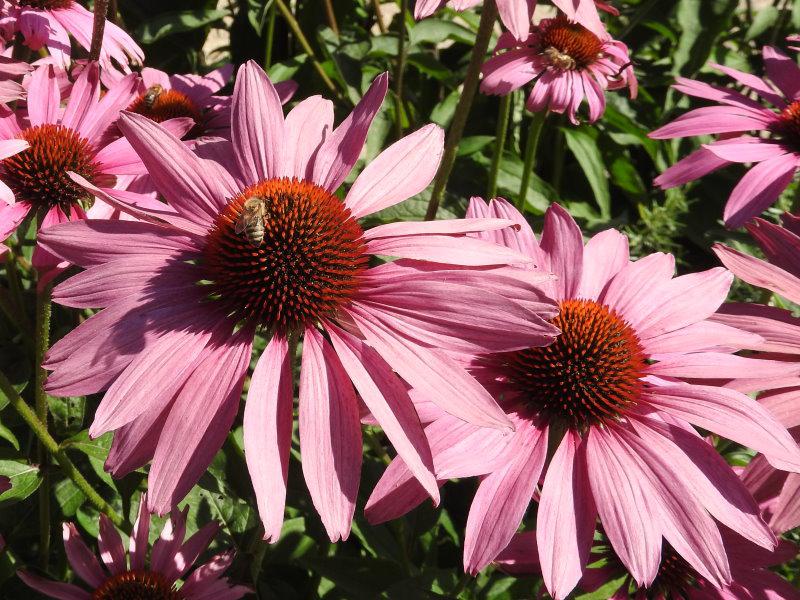 Pinke Blüte der Echinacea purpurea Magnus - eine Bienenweide