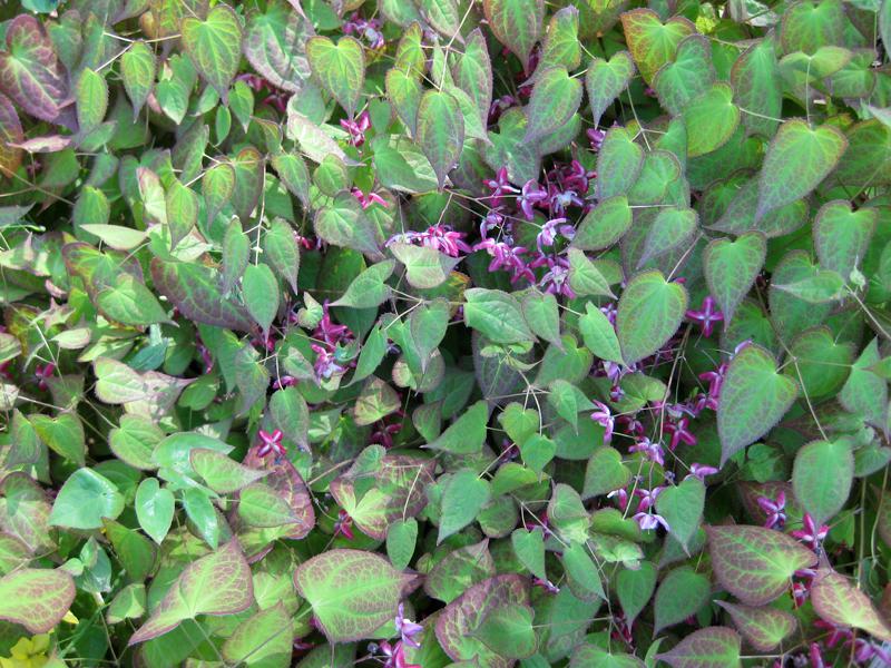 Rotblühender Bodendecker für den Halbschatten - Rote Elfenblume