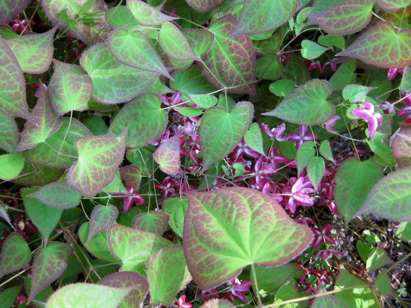 Pinke Blüten und rotgezeichnete Blätter der Roten Elfenblume