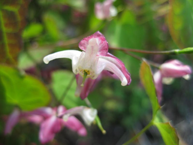 Nahaufnahme der filigranen Blüte der Roten Elfenblume