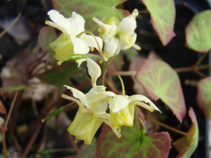 Epimedium versicolor Sulphureum in Blüte