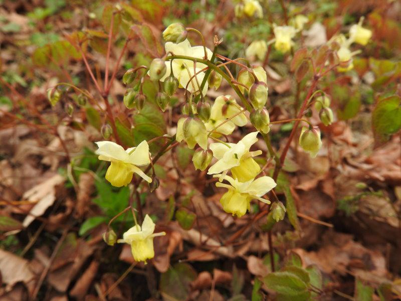 Gelbblühende Elfenblume