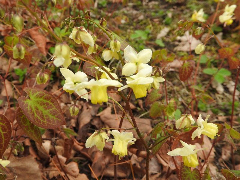 Schwefelfarbige Elfenblume - gelbe Blüten und roter Blattaustrieb