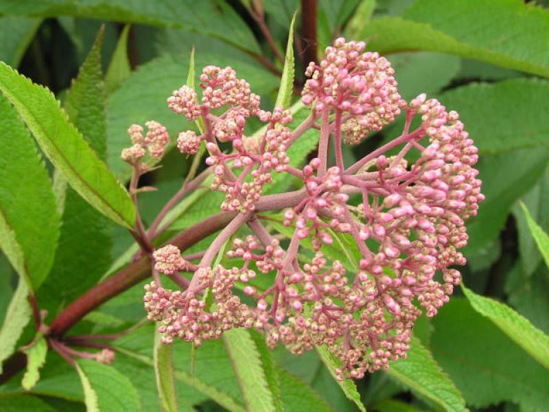 Die Knospe von Eupatorium fistulosum Riesenschirm aus der Nähe