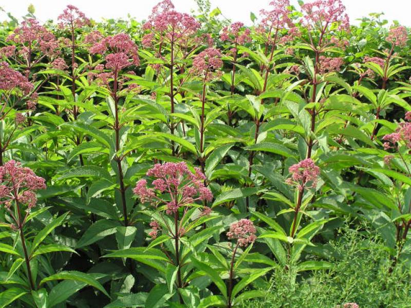 .Eupatorium fistulosum Riesenschirm in sommerlicher Blüte