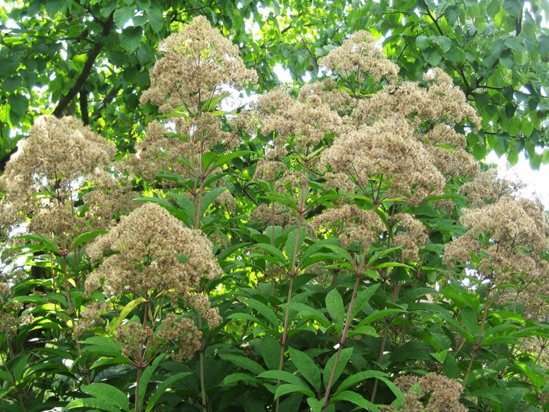 Blüte des Wasserdost Riesenschirm