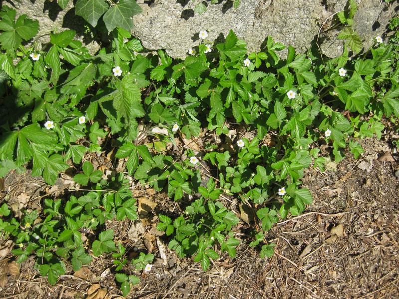 Smultron, Fragaria vesca var. vesca