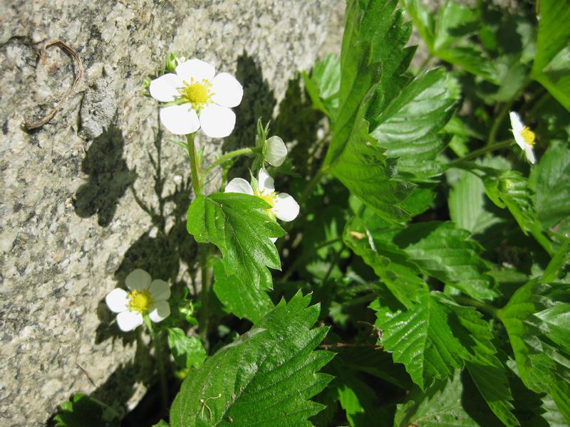 Smultron, Fragaria vesca var. vesca