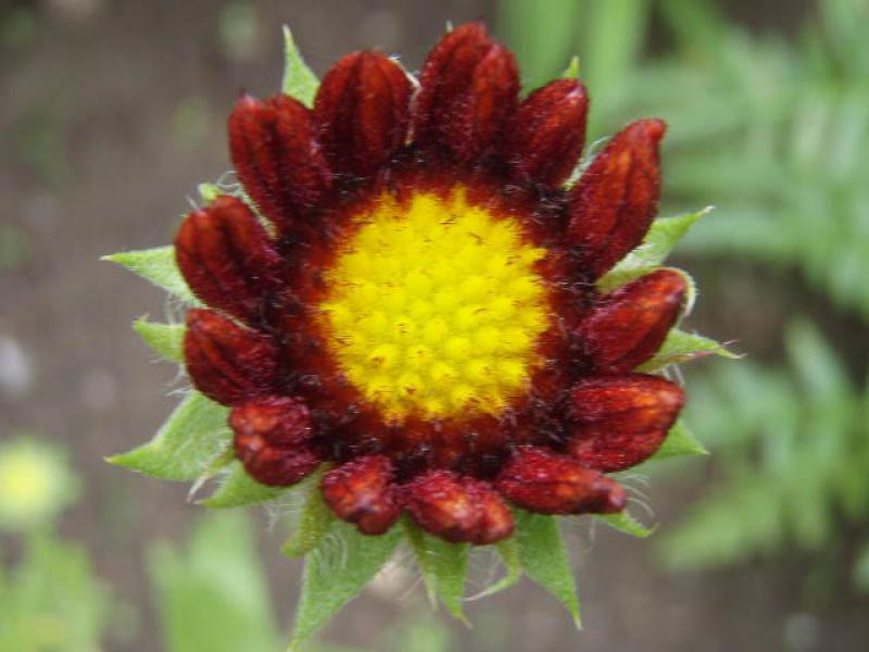 Die noch halb geöffnete Blüte von Gaillardia grandiflora Burgunder