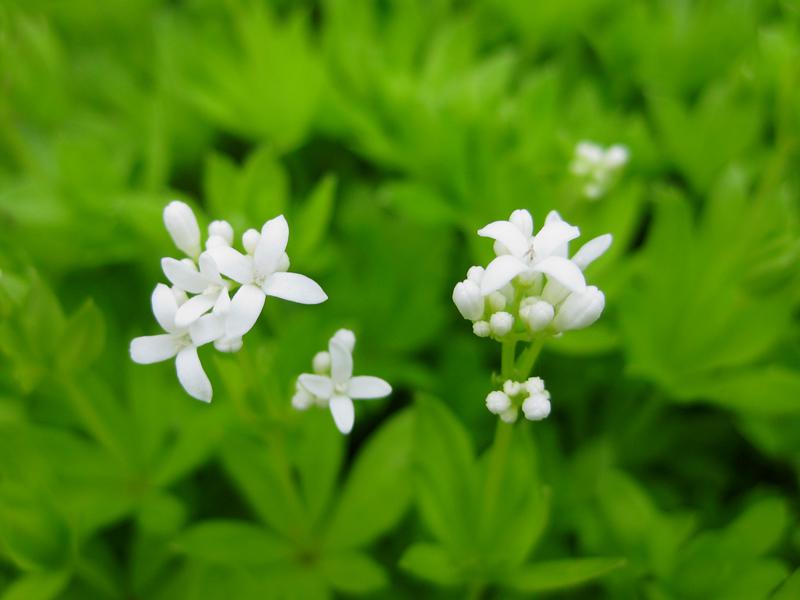 Nahaufnahme der zarten Blüten