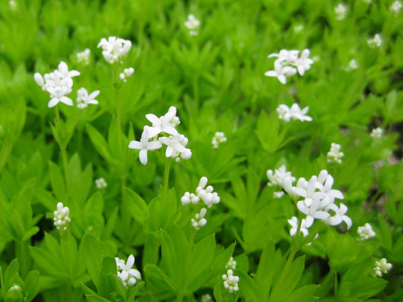 Weiße Blüten und hellgrünes Laub - schöner Kontrast beim Waldmeister.