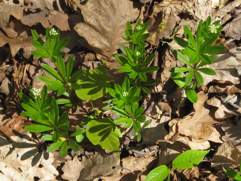 Der Waldmeister ist eine typische Waldpflanze.