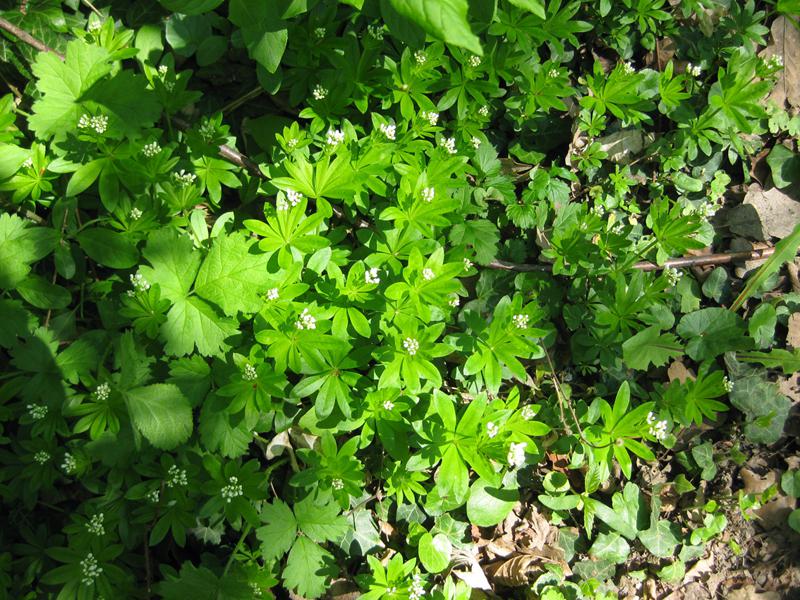 Wildwachsender Waldmeister im Wald