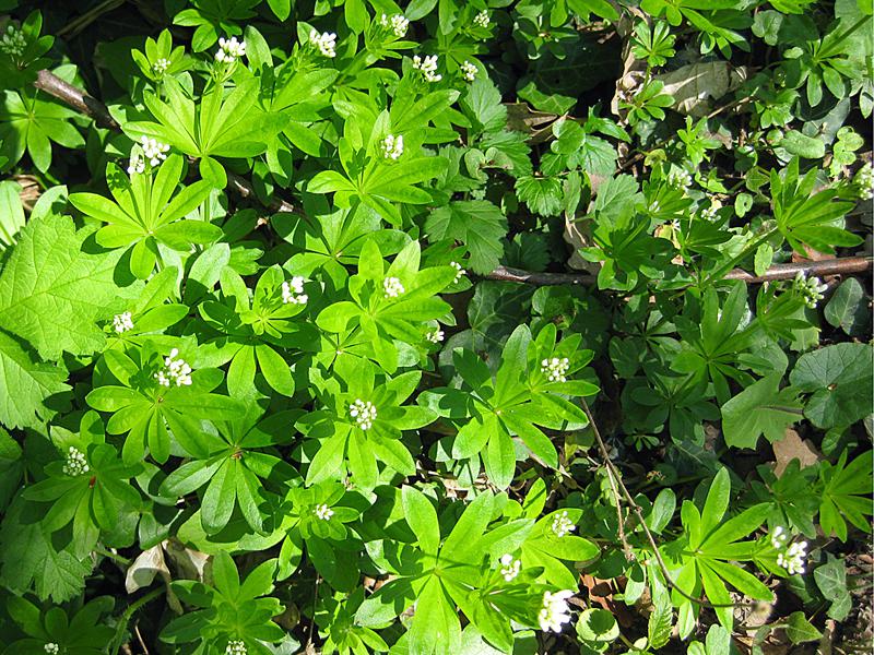 Der Waldmeister gedeiht besonders in Buchenwäldern.