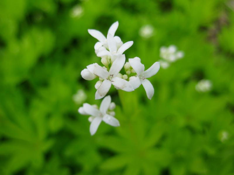 Weißblühender Waldmeister