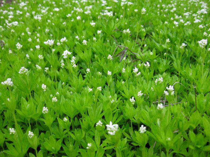 Reiche weiße Blüte des Waldmeisters