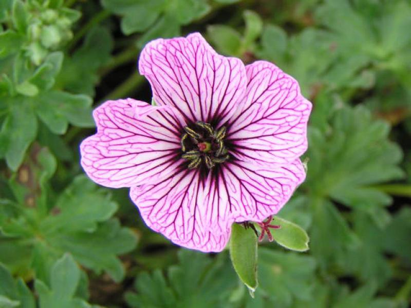 Detailaufnahme der Blüte von Geranium cinereum Ballerina