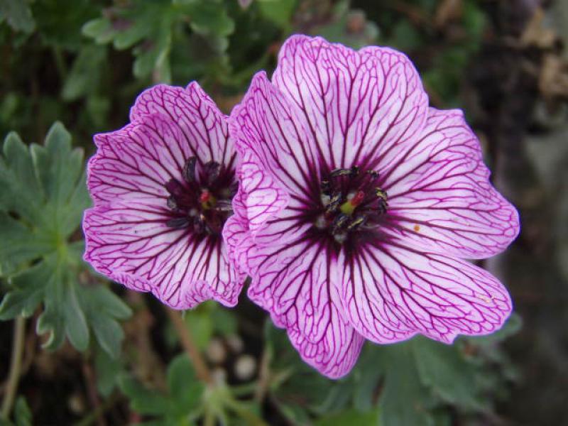 Die schön gezeichnete Blüte von Geranium cinereum Ballerina