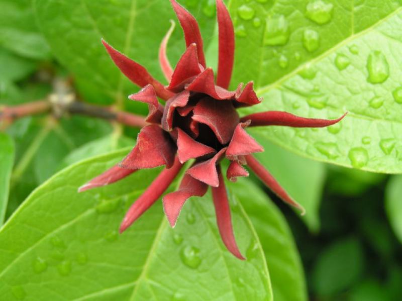 Rotbraune Blüte des Gewürzstrauchs