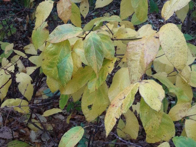 Gelbes Herbstlaub des Gewürzstrauchs, Aufnahme aus Mitte November