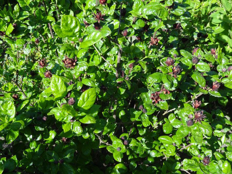 Sehr hübsche rotbraune Blüte des Calycanthus floridus