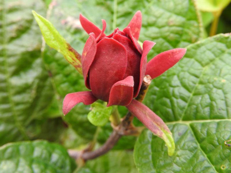 Die dunkelrote Blütenknospe des Calycanthus floridus