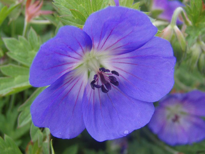 Blau Blüte von Geranium Rozanne ®