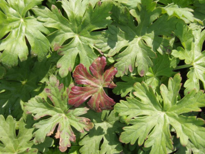 Geranium macrorrhizum Ingwersen