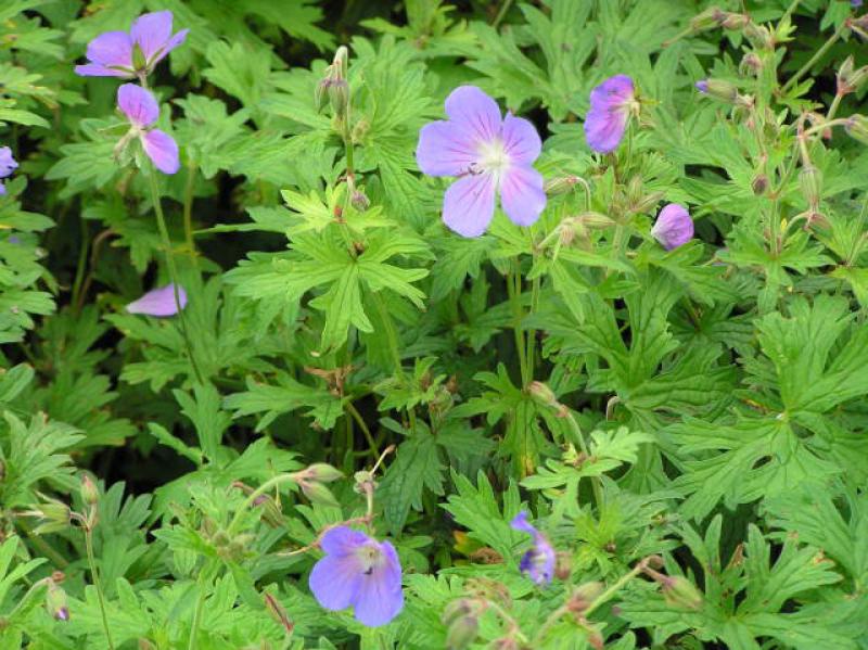 Geranium pratense Johnsons Blue in Blüte