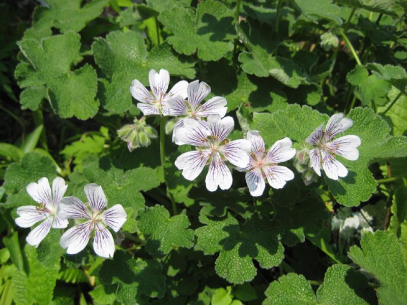 Geranium renardii in Blüte