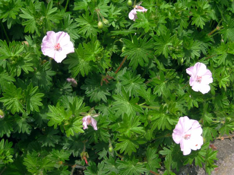 Geranium sanguineum Apfelblüte