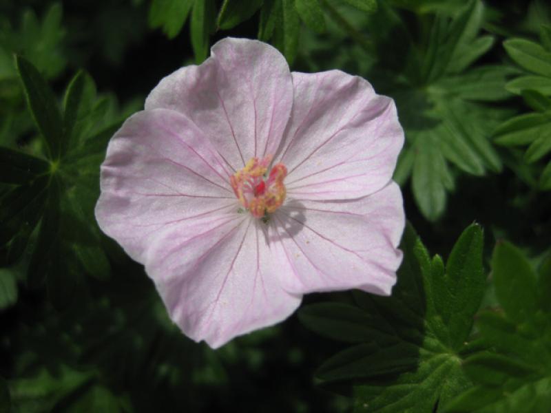 Geranium sanguineum Apfelblüte, Blut-Storchschnabel Apfelblüte