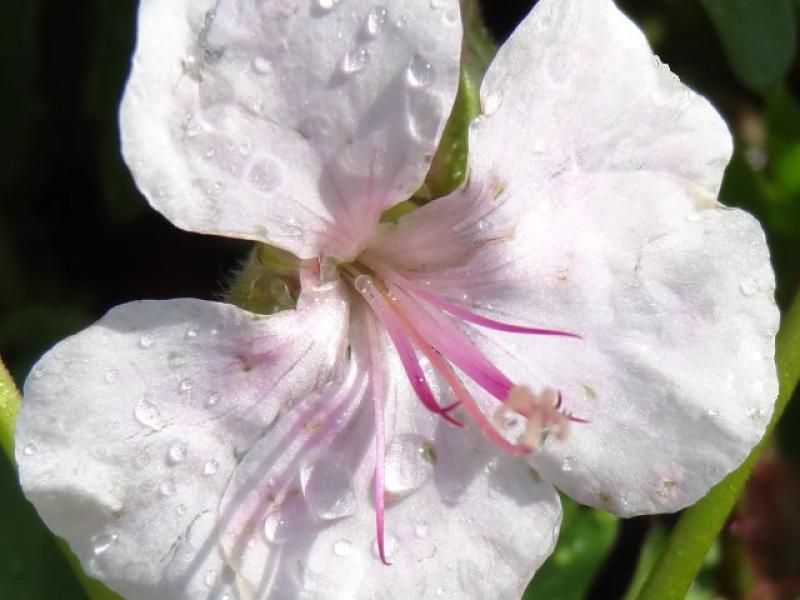 Geranium cantabrigiense Biokovo