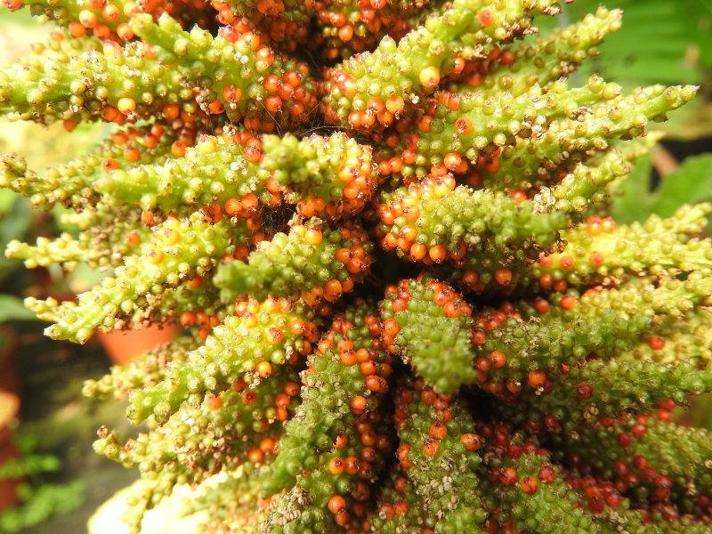 Früchte bei Gunnera manicata