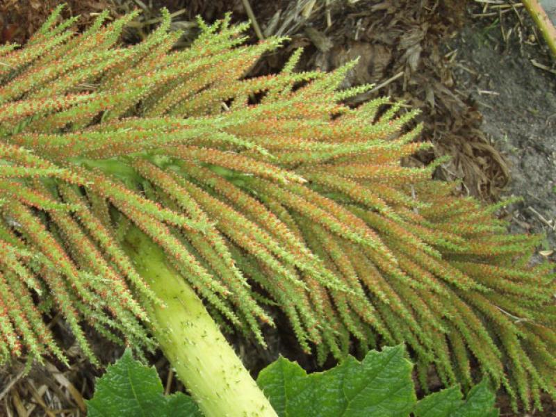 Blütenstand von Gunnera manicata