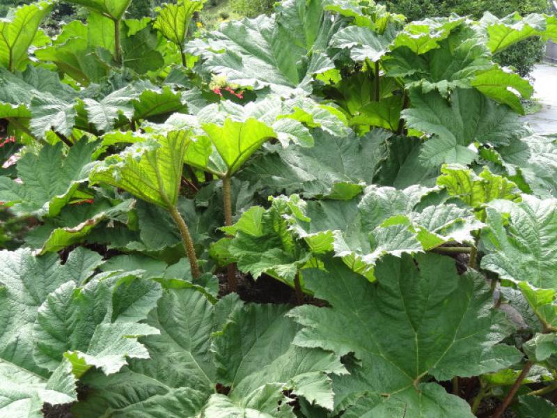 Blätter von Gunnera manicata