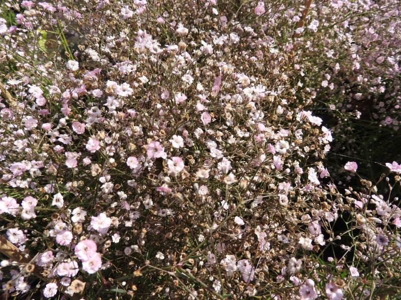 Rosa Teppich-Schleierkraut in Blüte