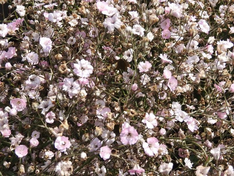 Tosa Blüte von Gypsophyila repens Rosea