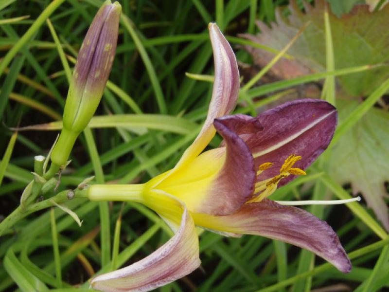 Hemerocallis Bleu Sheen