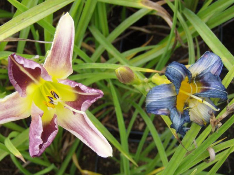 Hemerocallis Bleu Sheen