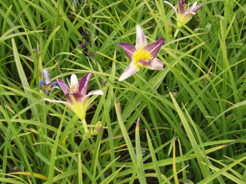 Hemerocallis Bleu Sheen