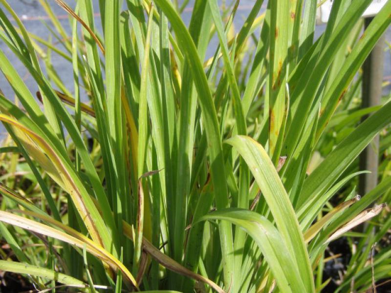 Hemerocallis Sammy Russel